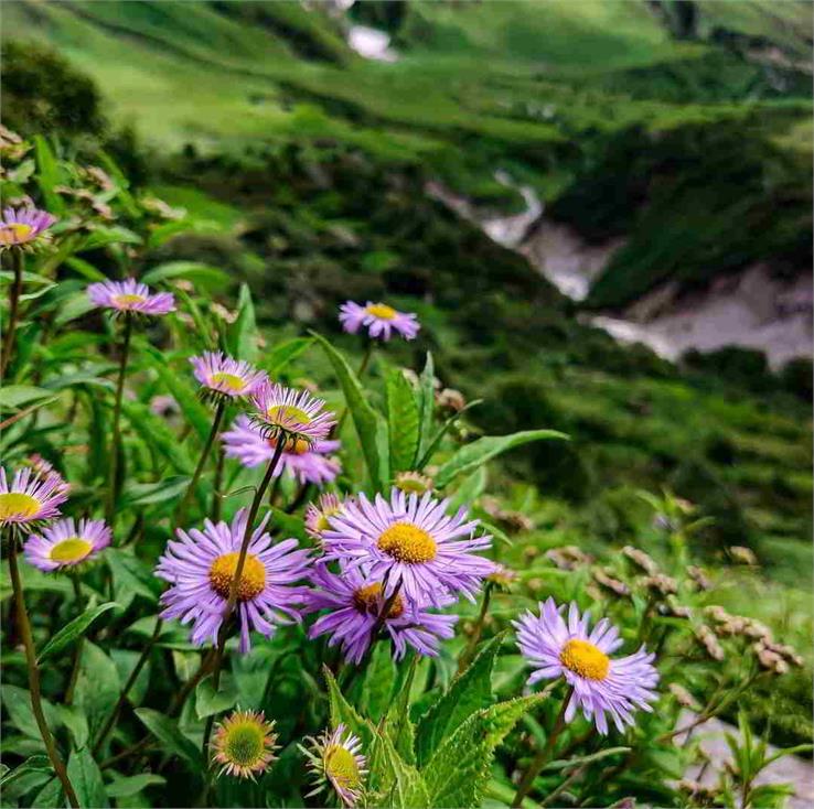 flowers